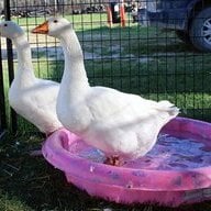 ImNotChicken