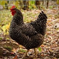 chickimoma
