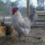 chickens4fun215