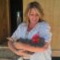 corgiscatsandchickens