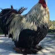 BrownwayChick