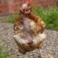 Chickrescue