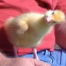 chickabella