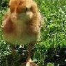ChickenHouse