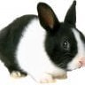 Gladys Rabbit