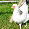 luvmechooks