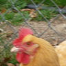 meltrav