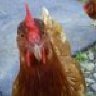 DucksN'Horses