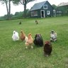 CountryCanadianChicksRock