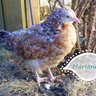 PrairieGirl1