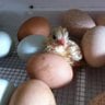 kelly's hen house