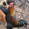 chickenfever11