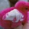 pinkchick