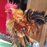 babychicks
