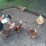 sallywithchickens