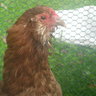 Chick-herdess