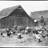 Pocket Money Poultry Farm