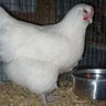 Oklahoma Heritage Poultry