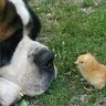 Dog and Chicken Show