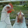 jnaylorchicken