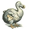 DodoBird