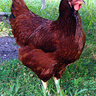 chickens 1970
