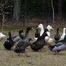Buxton Ducks