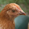 trurochicks