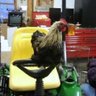 Chicken tractor
