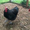 TFChickens