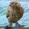 chickenlover314
