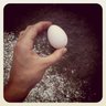 OSHchickens