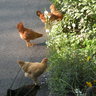 mychickies