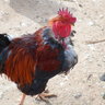 kikinchicken-R-