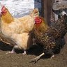 sweetchickie