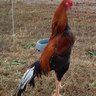 roostervillega
