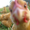 AshevilleFarm