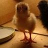 chicken momma