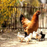 GranbyChick