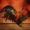 ChickFarmsUnite