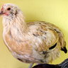 ChickenGirlie