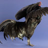 PopazChickFlock