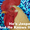 Jasper Rooster