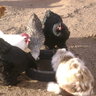 prarychick
