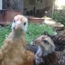 cloverdalehens