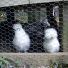 Silkie Chicken