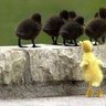 McCluck