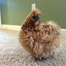 silkie4513