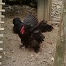 AmChicken