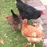 Graham and Eggs
